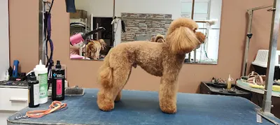 Psiak - Salon Urody i Mody - strzyżenie, fryzjer dla psów Białystok